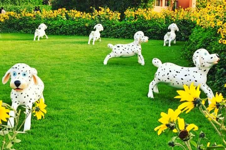 Dalmatian puppies have been dismissed in the Season 8 of the Dubai Miracle Garden.