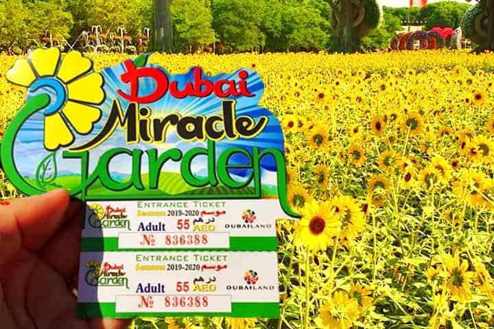 Ticket price of Dubai Miracle Garden is 55 AED.