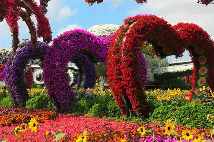 Dubai Miracle Garden blooms 50 million flowers.