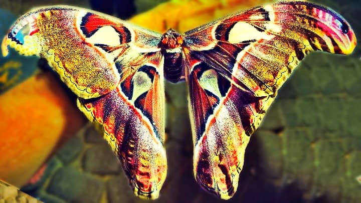 Wings of Atlas Moths are like an Atlas Map.