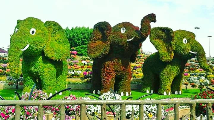 Baby Elephants Topiary Art is built with Alternanthera herb
