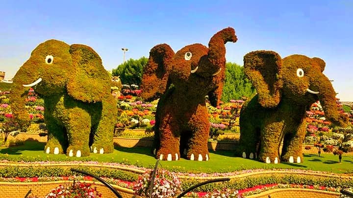 Baby Elephants Topiary Art Popularity at the dubai Miracle Garden.