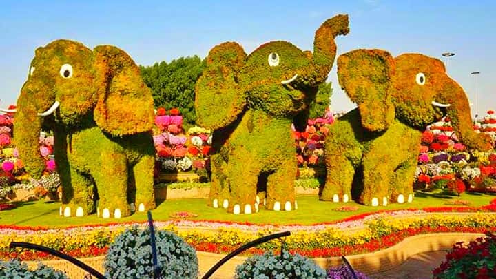 Baby Elephants Topiary Art - Season 7 - Dubai Miracle Garden.