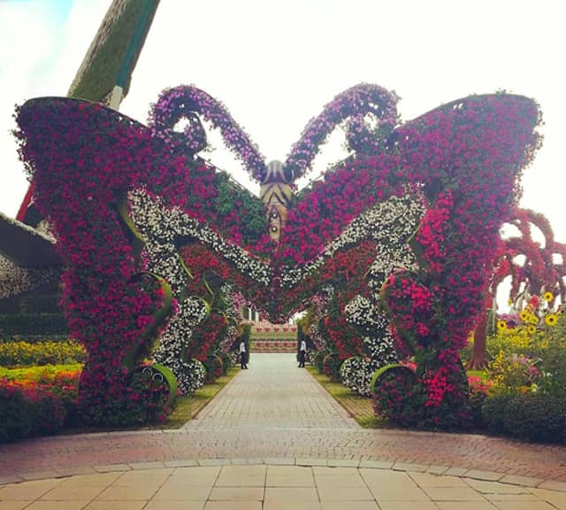 Butterfly Passage is introduced in season six of the Dubai Miracle Garden.