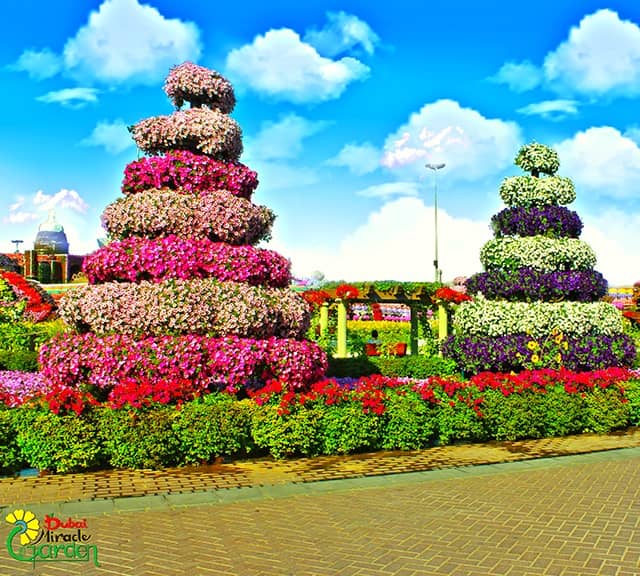 Colorful Fountains are part of Dubai Miracle Garden in its season six.