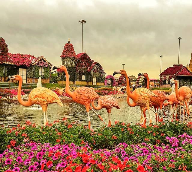 Flamingo Sculptures photograph at the Dubai Miracle Garden