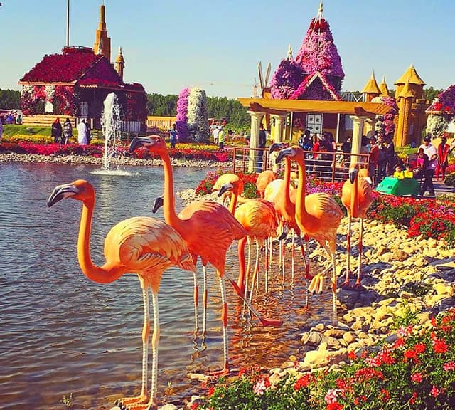 Size of the Flamingo Sculptures at the Dubai Miracle Garden.