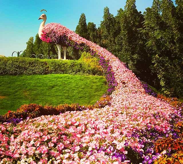 Floral Peacocks at Dubai Miracle Garden are of various sizes from big to small.