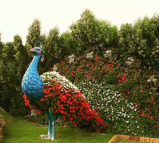 Floral Peacocks at the Dubai Miracle Garden.
