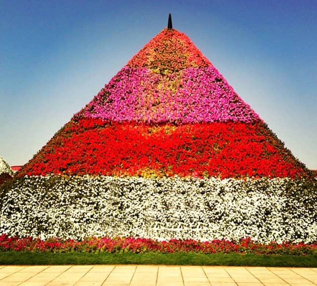 Floral Pyramids had colorful Petunia Flowers at the Dubai Miracle Garden.