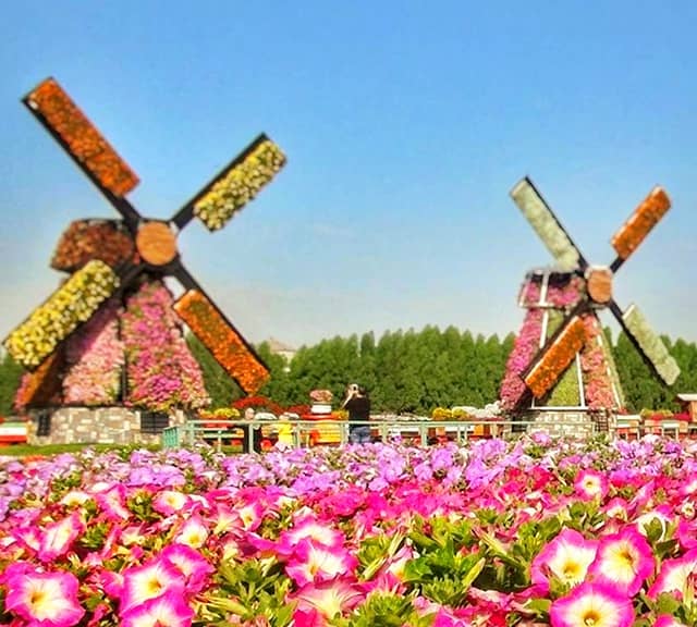 Floral Windmills Size at the Dubai Miracle Garden.