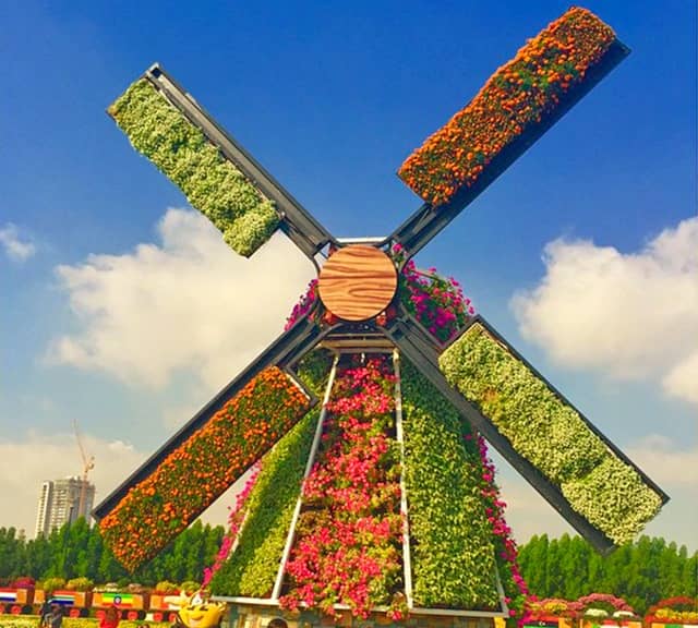 Petunia flowers have been used to decorate the Floral Windmills of the Dubai Miracle Garden