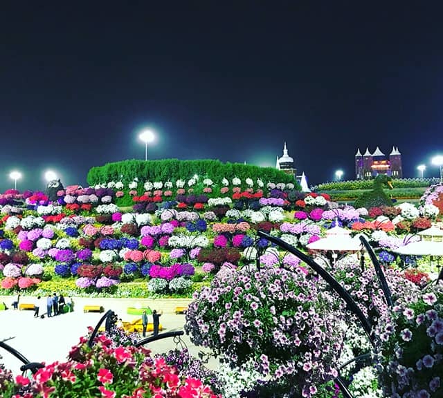 Flower Hill comprises of colorful flowers at the Dubai Miracle Garden.