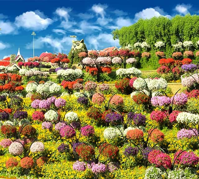 Flower Hill at Season six of the Dubai Miracle Garden.