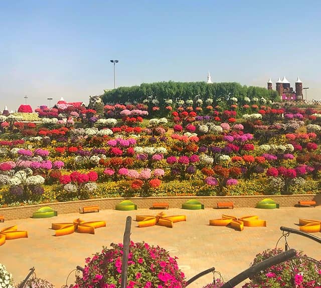 The Flower Hill area is very spacious at the Dubai Miracle Garden.