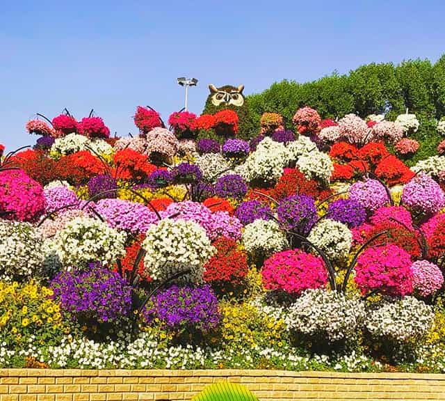 The theme of the Flower Hill holds a huge degree of popularity among the visitors of the Dubai Miracle Garden