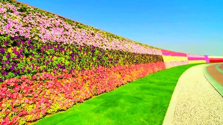 Cirular or Rounded Shape of the World's Longest Flower Wall at Dubai Miracle Garden