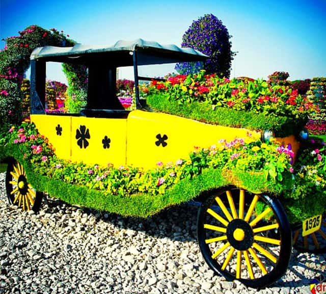 Introduction of the Ford's Model-T Car at the Dubai Miracle Garden.
