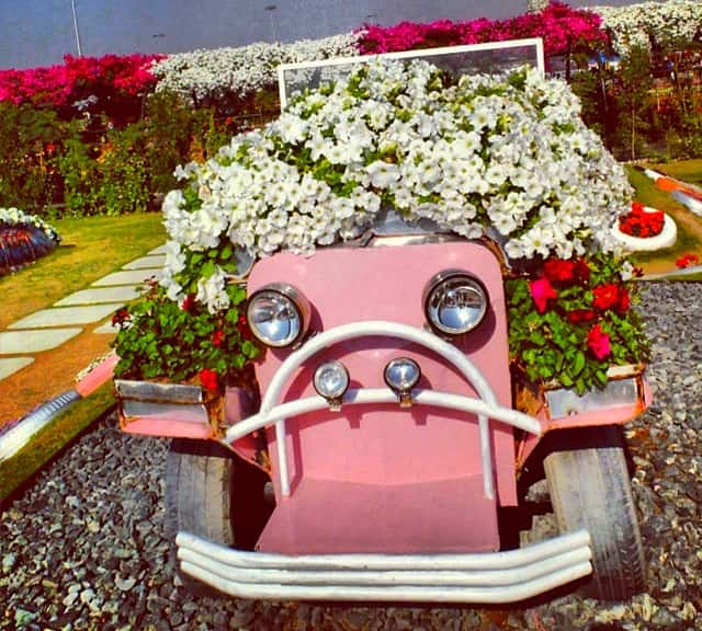 Petunia flowers are decorated on Ford's Model-T Car at the Dubai Miracle Garden.