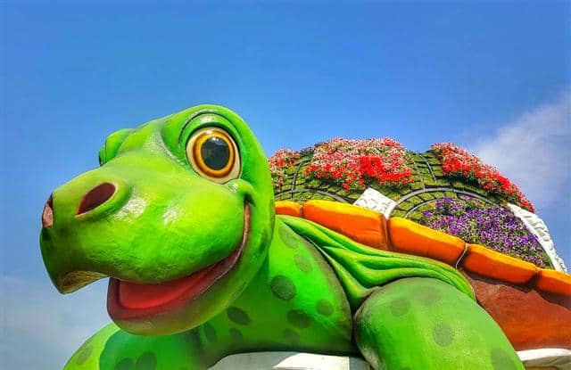 A giant tortoise welcomes visitors of the Dubai Miracle Garden