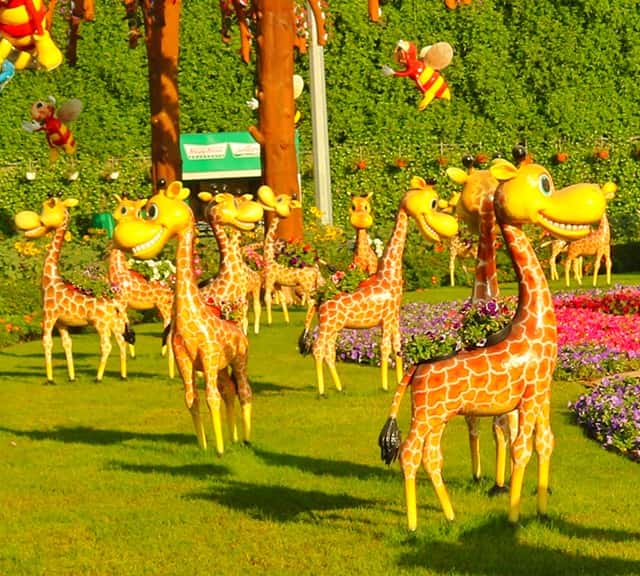 A Giraffes' herd at Dubai Miracle Garden