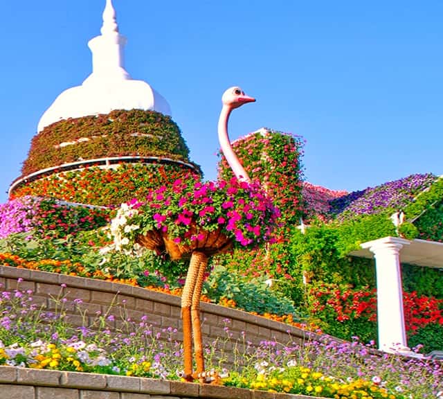 Ostriches at the Dubai Miracle Garden with colorful flowers.