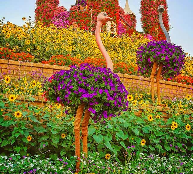 Ostriches are decorated with Petunia flowers at the Dubai Miracle Garden.