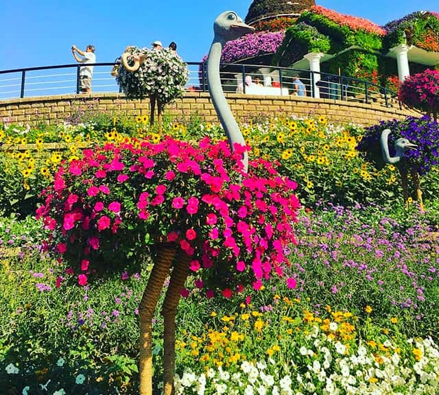 Ostriches popularity at the Dubai Miracle Garden.