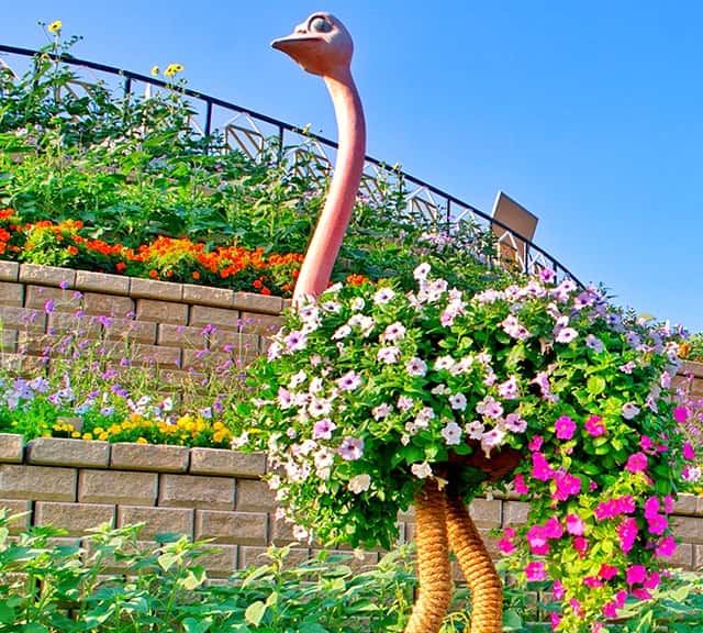 Size of Ostriches Floral Theme at the Dubai Miracle Garden.