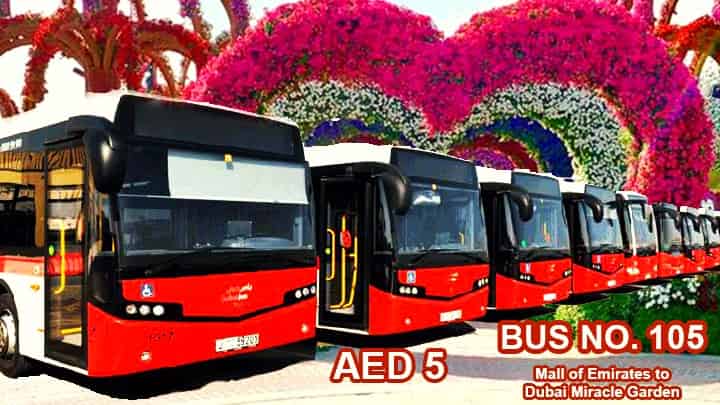 Public Transport Bus is the Cheapest alternative to reach the Dubai Miracle Garden.
