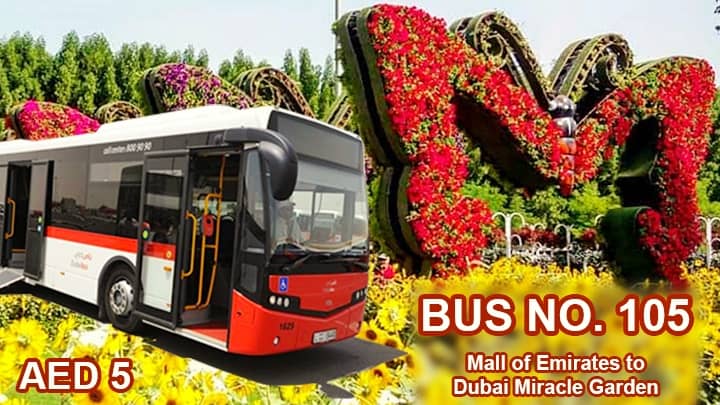 Public Transport Bus No. 105 for Dubai Miracle Garden.