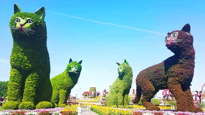 Topiary Art of floral cats at the Dubai Miracle Garden.
