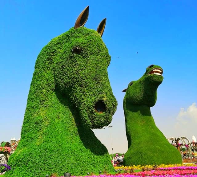 The stallions' topiary art has a height of almost 30 feet high.