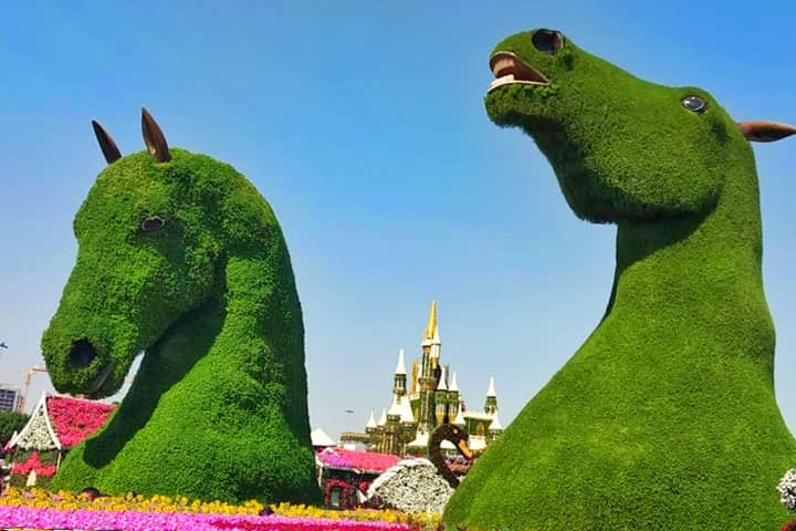 Stallions are one of the most photographed topiary arts at the Dubai Miracle Garden.