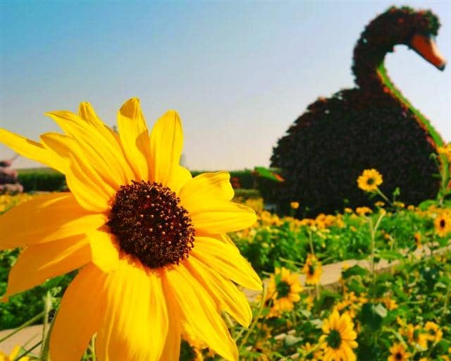 Fifteen varieties of Sunflowers are planted at the Dubai Miracle Garden.