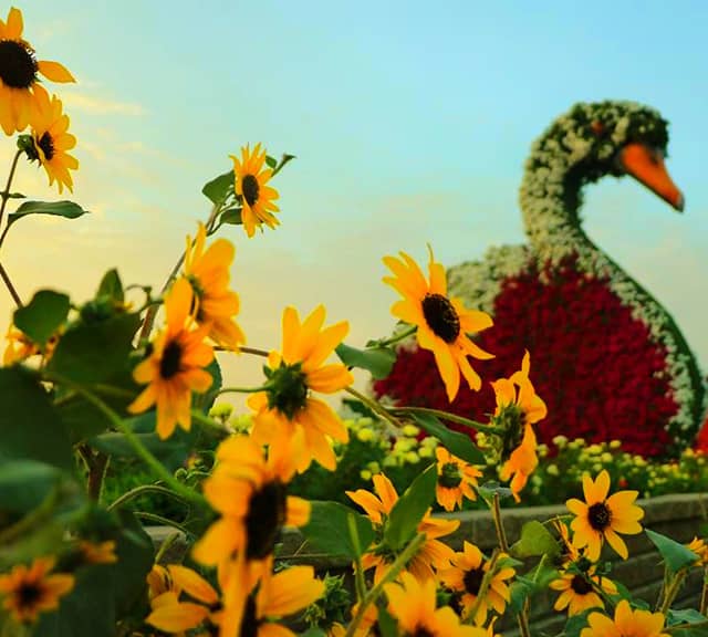Sunflowers at Dubai Miracle Garden
