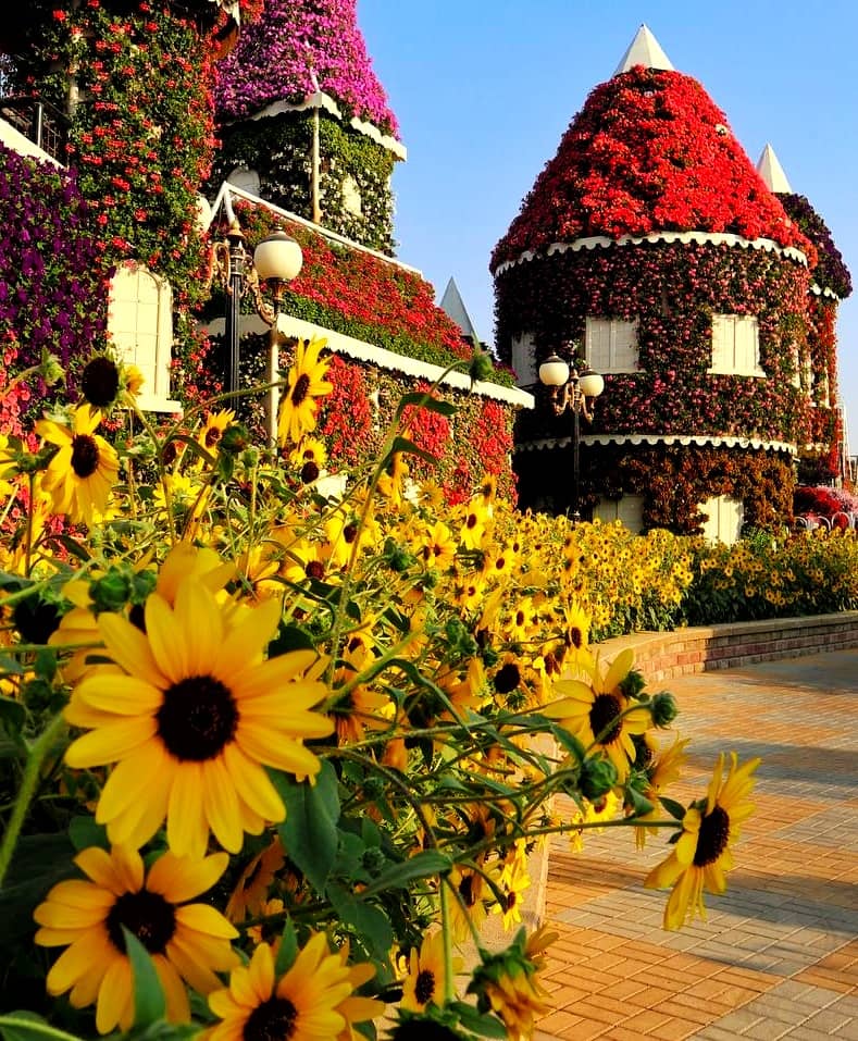 Sunflowers as part of the floral theme at the Dubai Miracle Garden.