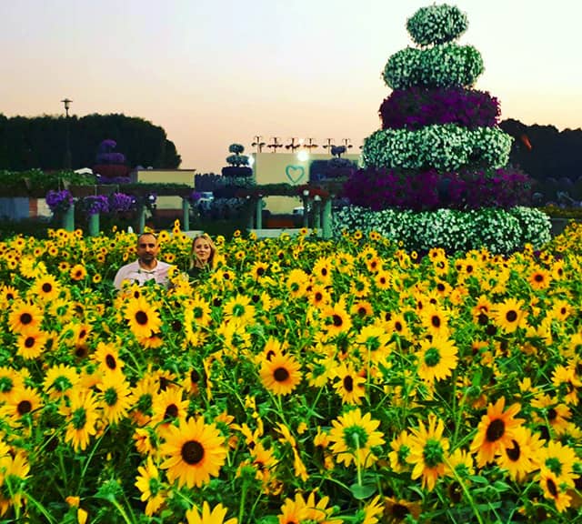 Millions of Sunflowers are planted at the Dubai Miracle Garden