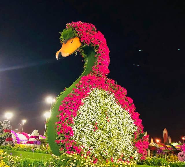 Photograph of a Swans floral theme at the night hours