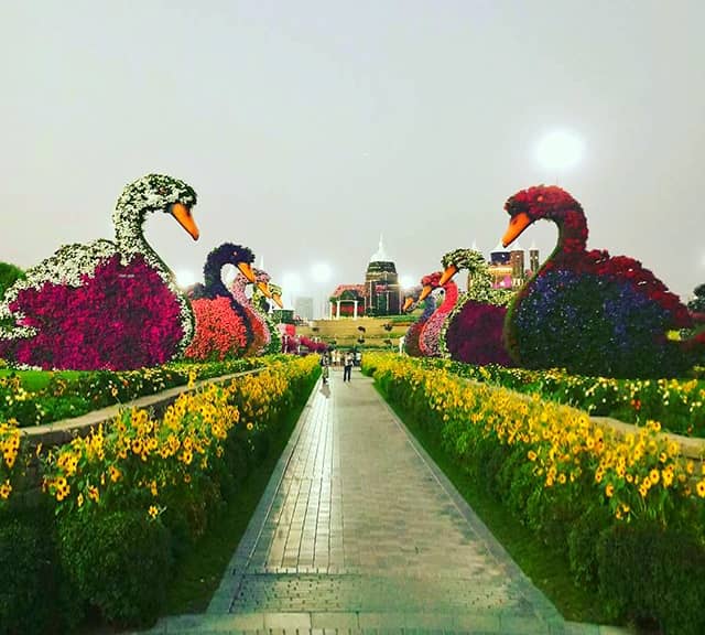 The Swans floral theme offers a passage in between for the visitors of the Dubai Miracle Garden
