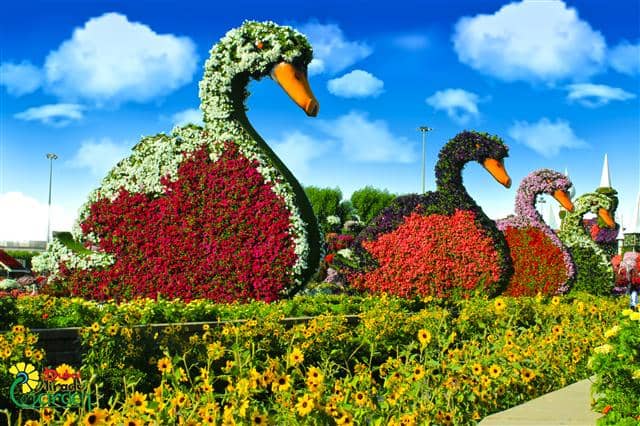 Swans floral theme is introduced in season six of the Dubai Miracle Garden.