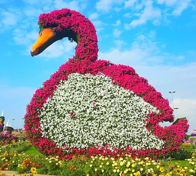 The size of the Swans are huge at the Dubai Miracle Garden