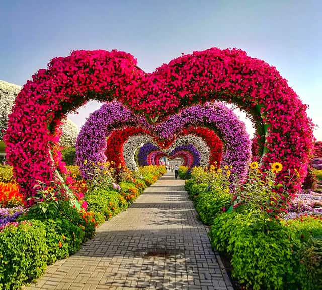 Valentine's Day and Dubai Miracle Garden has huge relevance.