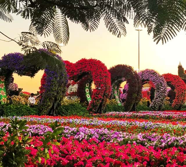 Valentine's Day visit for Dubai Miracle Garden.