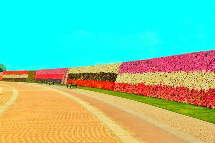 Longest Flower Wall in the World - A world record by Dubai Miracle Garden