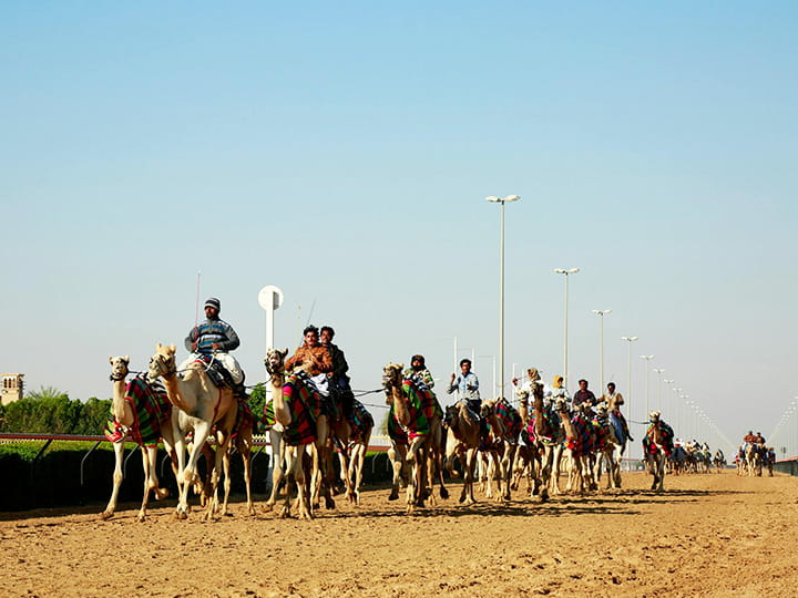 Camel Racing is the most popular sports among local emiratis in Dubai and UAE.