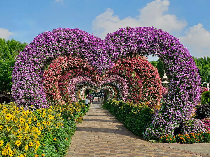 The Dubai Miracle Garden is the world's biggest and largest flower garden. It displays more than 50 million flowers.