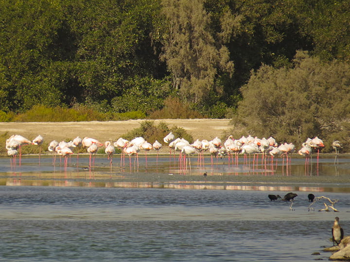 Ras Al Khor Wildlife Sanctuary hosts more than 3000 greater flamingoes.