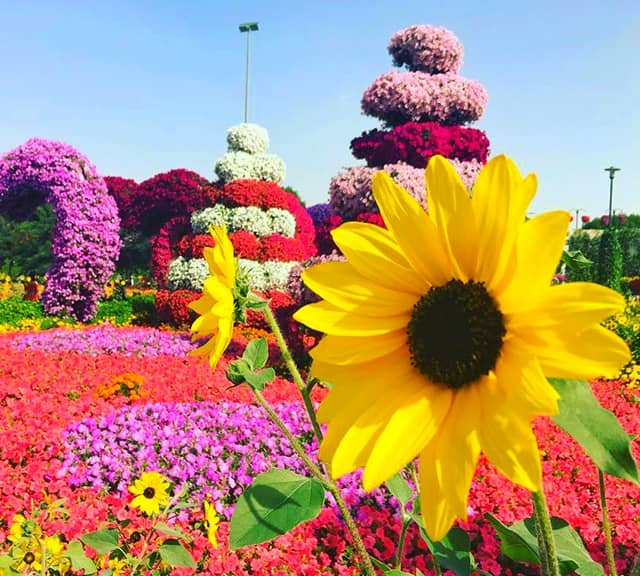 Dubai Miracle Garden displays almost 50 million flowers at its premises.