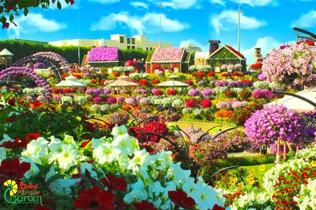 120 varieties of Flowers at the Dubai Miracle Garden